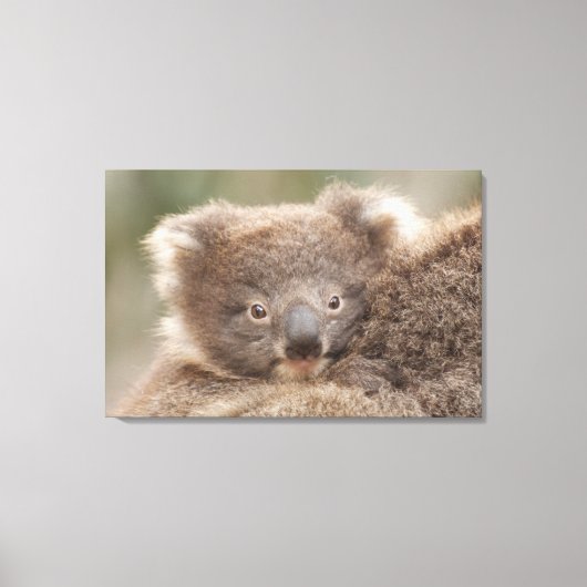 Baby Koala Canvas Afdruk (Voorkant)