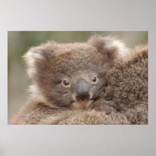 Baby Koala Poster