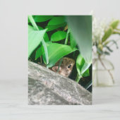 Baby konijn (Staand voorkant)