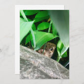 Baby konijn (Voorkant / Achterkant)