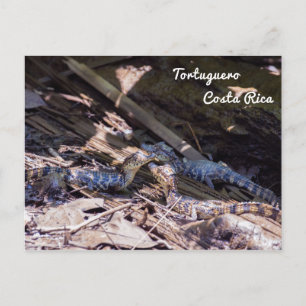 Baby krokodillen in Tortuguero - Costa Rica Briefkaart