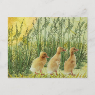 Baby kuikens briefkaart