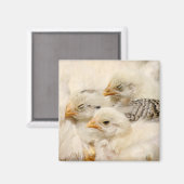 baby kuikens magneet (Voorkant / Achterkant)