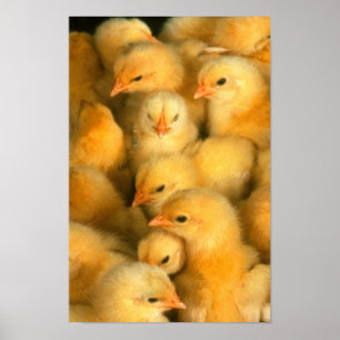 Baby kuikens poster