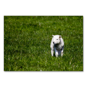 Baby Lamb Kaart