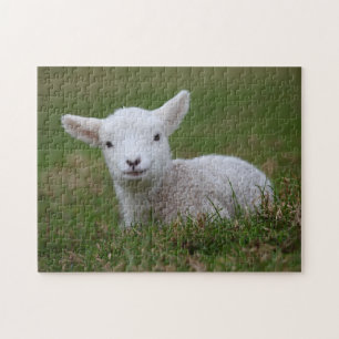 Baby Lamb Legpuzzel