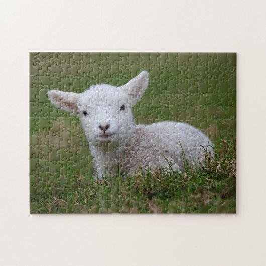 Baby Lamb Legpuzzel (Horizontaal)
