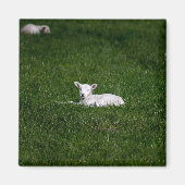 Baby Lamb Magneet (Voorkant)