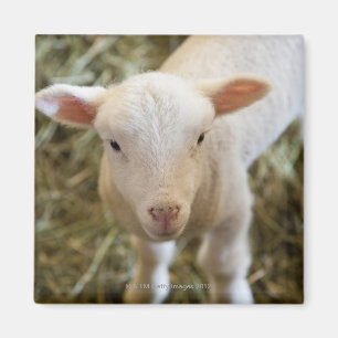Baby Lamb Magneet