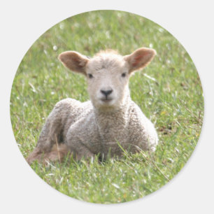 Baby Lamb Ronde Sticker