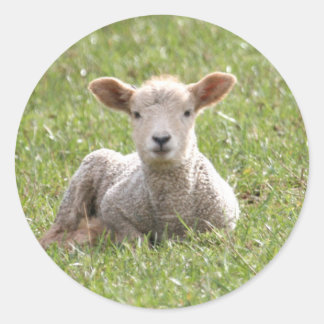 Baby Lamb Ronde Sticker