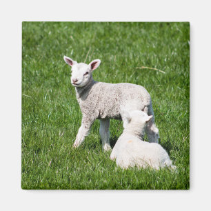 Baby lammeren magneet