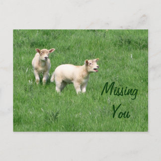 Baby lams Briefkaart-Ontbrekend U Briefkaart