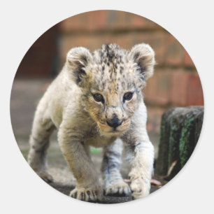 Baby leeuw ronde sticker