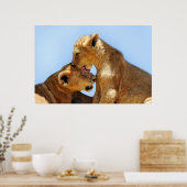 Baby leeuwen poster (Keuken)