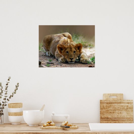 Baby leeuwenkub poster (Keuken)