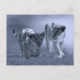 Baby leeuwenkubs briefkaart
