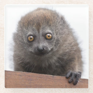 Baby Lemur Glas Onderzetter