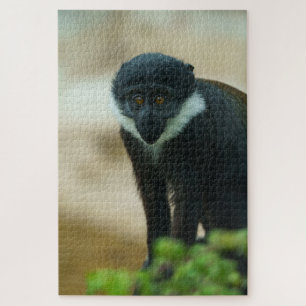 Baby L'Hoest Monkey Legpuzzel