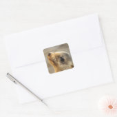 Baby Lion Face Vierkante Sticker (Envelop)