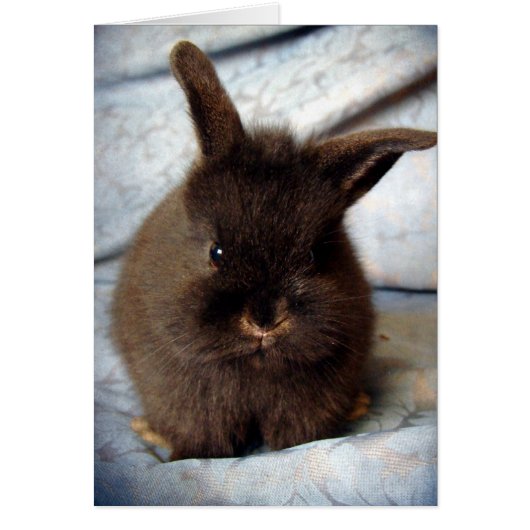Baby Lionhead Bunny (Voorkant)