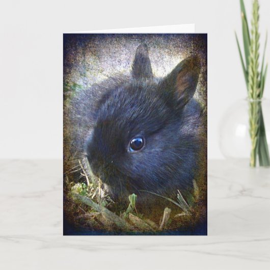 Baby Lionhead Bunny All Occasions Kaart (Voorkant)