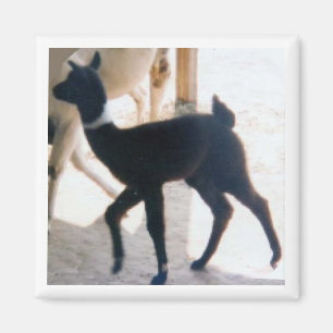 BABY LLAMA MAGNEET