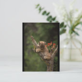 Baby Lynx-beklimming Briefkaart (Staand voorkant)