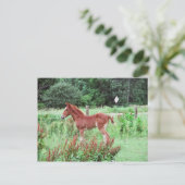 Baby Lynx Briefkaart (Staand voorkant)