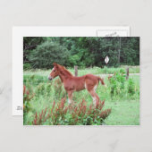 Baby Lynx Briefkaart (Voorkant / Achterkant)