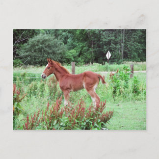 Baby Lynx Briefkaart