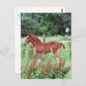 Baby Lynx Briefkaart (Voorkant / Achterkant)