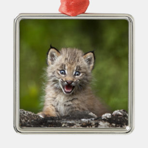 Baby Lynx kijkt over een gestorven boom Metalen Ornament
