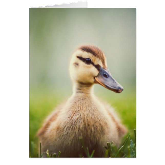 Baby Mallard Ducking (Voorkant)
