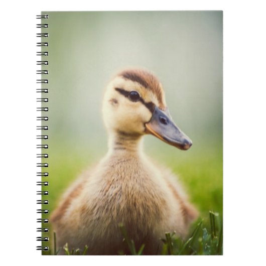 Baby Mallard Ducking Notitieboek (Voorkant)