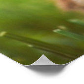 Baby Mallard Ducking Poster (Hoek)