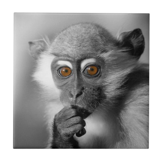 Baby Mangabey Monkey Tegeltje (Voorkant)