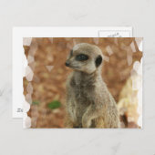 Baby Meerkat Briefkaart (Voorkant / Achterkant)