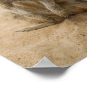 Baby Meerkat in het zand Poster (Hoek)