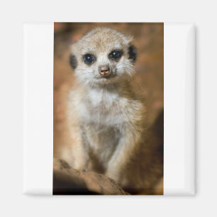 Baby Meerkat Magneet