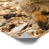 Baby Meerkat Poster (Hoek)