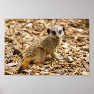 Baby Meerkat Poster