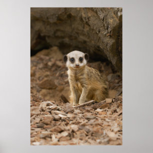 Baby Meerkat's kostbare pose Poster
