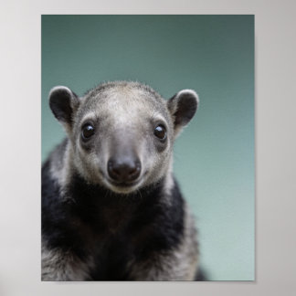 Baby Miereneter Portret – Mooie Dieren Muurdecorat Poster