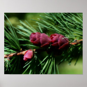 Baby Miniatuur Pine Cones Orton Effect Poster
