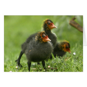Baby Moorhens, Angleterre.