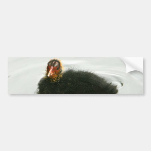 Baby Moorhens Bumpersticker (Voorkant)