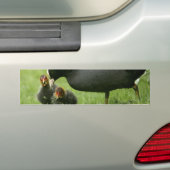 Baby Moorhens Bumpersticker (Op auto)