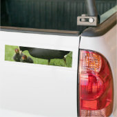 Baby Moorhens Bumpersticker (Op Truck)