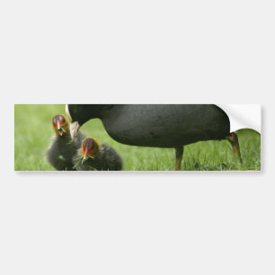 Baby Moorhens Bumpersticker